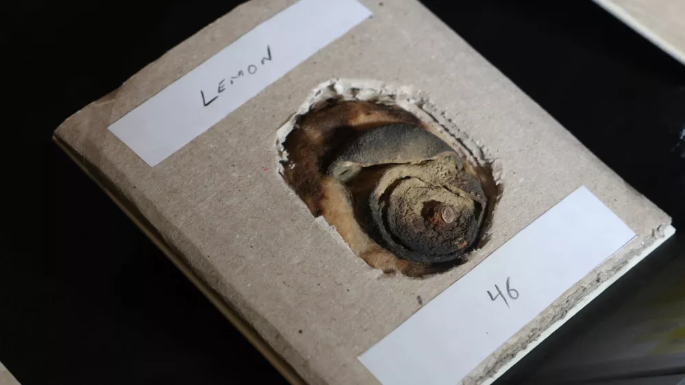 A 110-year-old lemon which was used for writing secret messages with its juice, and formed evidence to convict and lead to the execution of Karl Muller for spying for Germany in World War One is displayed, which forms part of 'MI5: Official Secrets', a new exhibition exploring the history of the British intelligence agency, at The National Archives in London, Britain, April 1, 2025. REUTERS/Toby Melville