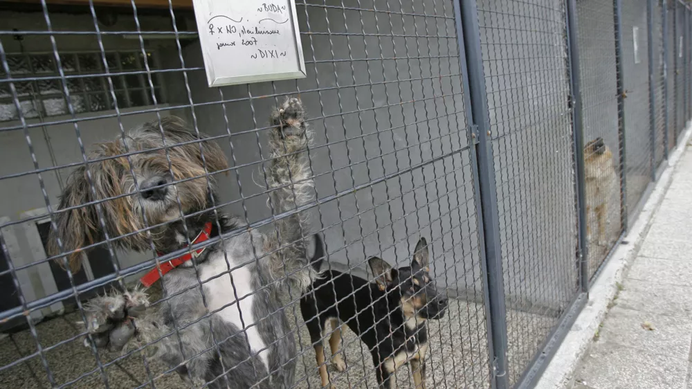 Zaveti&scaron;če za zapu&scaron;čene živali Gmajnice 30, azil za živali namenjen začasni namestitvi zapu&scaron;čenih živali psov in mačk //FOTO: Luka CjuhaOPOMBA: ZA OBJAVO V ČASOPISU DNEVNIK