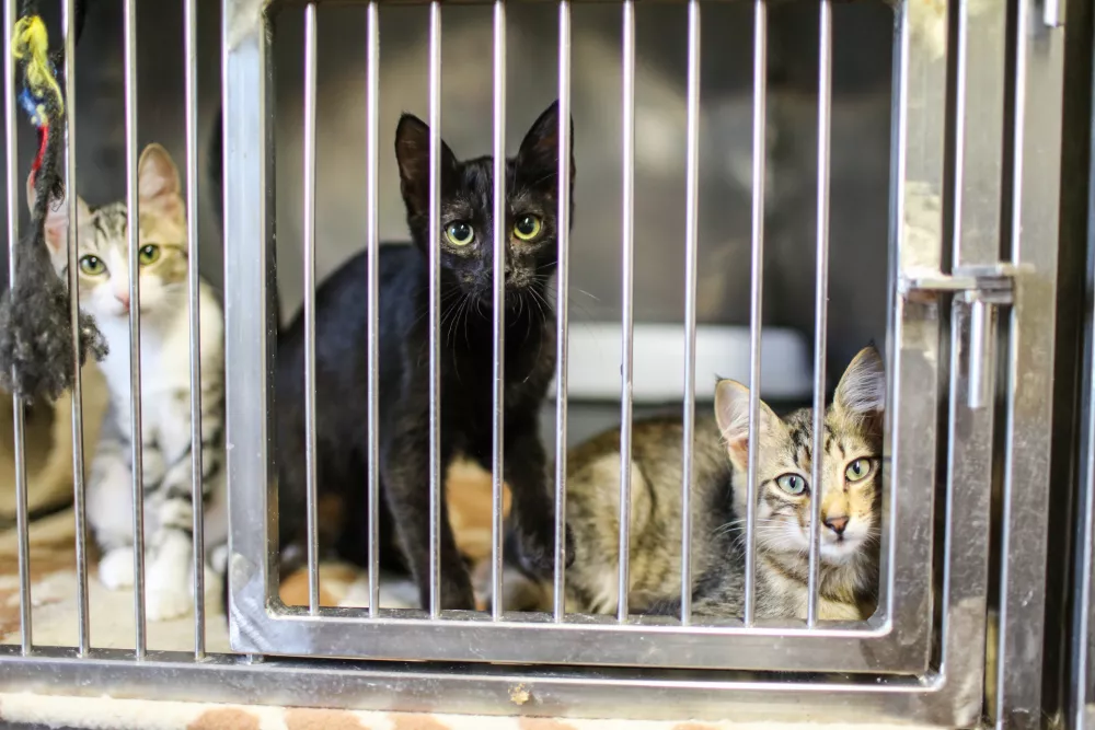 18.08.2016. Zaveti&scaron;če za zapu&scaron;čene živali Ljubljana, Gmajnicemačkafoto: Bojan Velikonja