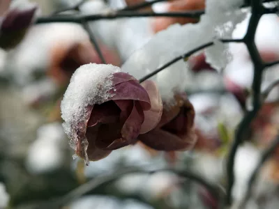 07.04.2021- Pomrzneni cvetovi, zmzal, aprilsko sneženje, pozebaFoto: Tomaž Skale