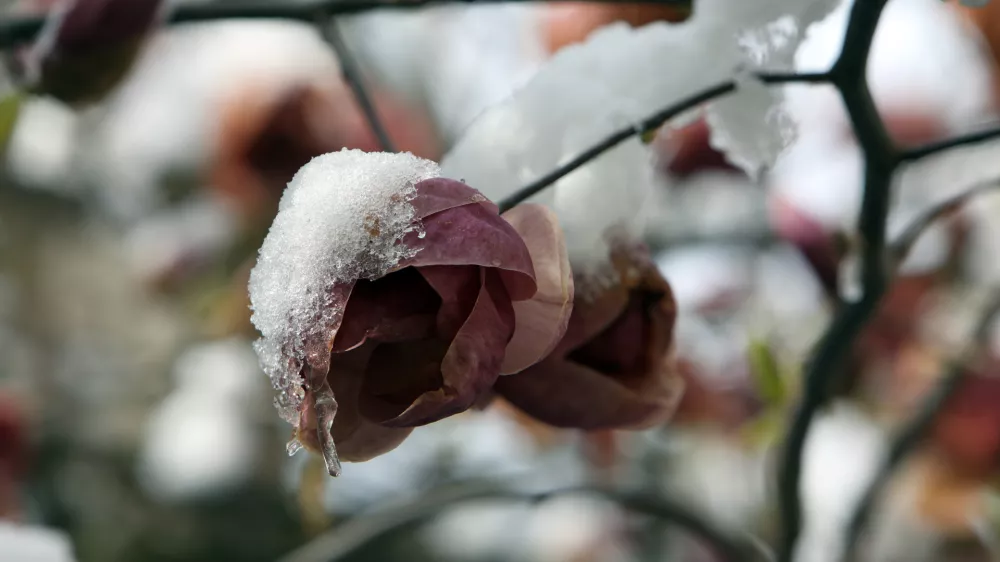 07.04.2021- Pomrzneni cvetovi, zmzal, aprilsko sneženje, pozebaFoto: Tomaž Skale