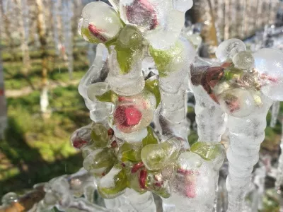 Pozeba 2020, Vojko &Scaron;u&scaron;ter&scaron;ič, Pir&scaron;enbreg, Posavje, nasad hru&scaron;k. Foto: Vojko &Scaron;u&scaron;ter&scaron;ič