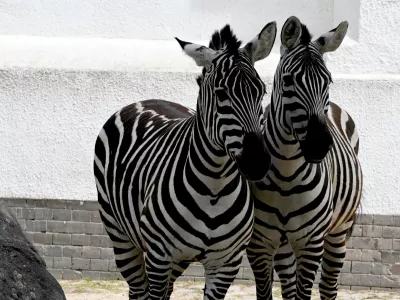 FILED - 27 May 2024, Berlin: Two zebras walk through an enclosure at Zoo Berlin. German officers have turned back a van trying to enter via the Dutch border suspected of illegally transporting exotic animals including zebras and monkeys, police said on Monday. Photo: Alina Schmidt/dpa