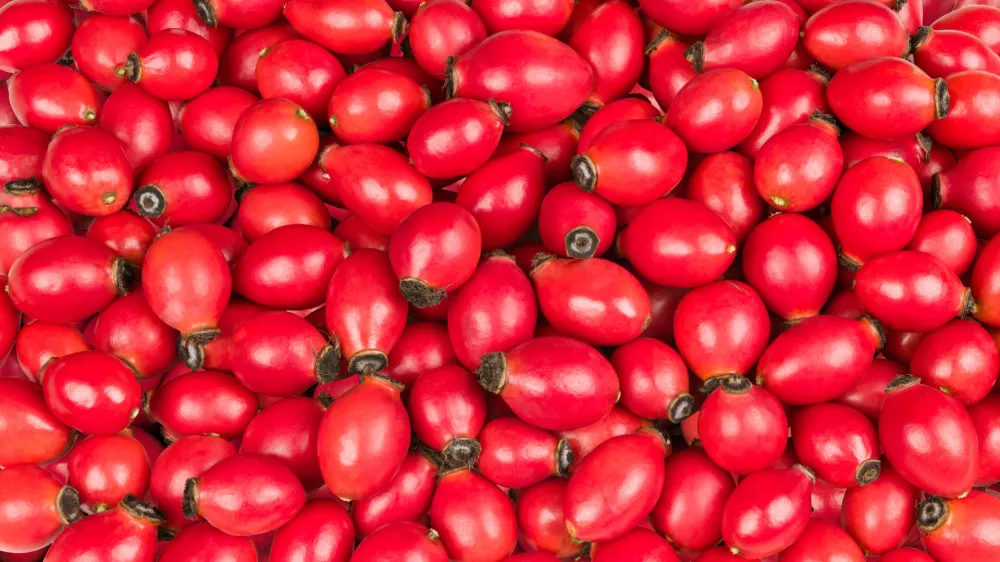 Closeup of sweet rose hips of wild briar in vivid background from fresh raw fruit with healthy vitamins and antioxidants / Foto: Ladislav Kube&scaron;
