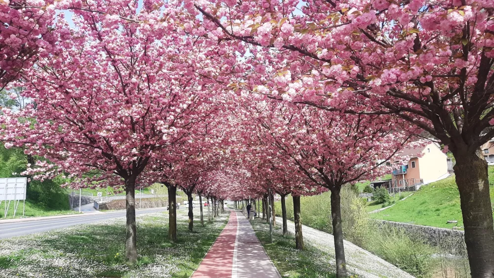 Rožnati sprehajalni tunel / Foto: Roman Turn&scaron;ek