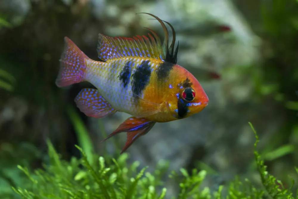 blue ram, Mikrogeophagus ramirezi or German blue ram, Asian ram, butterfly cichlid, Ramirez's dwarf cichlid, dwarf butterfly / Foto: Mirceax