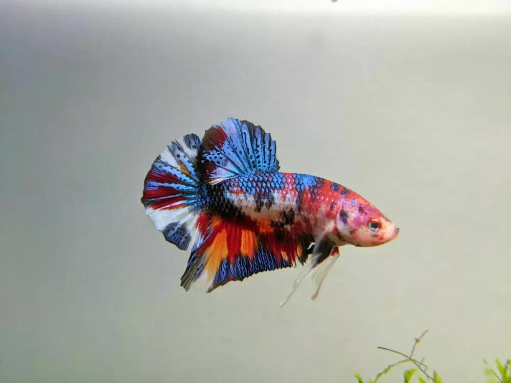 Betta Fish Plakat / Foto: Hardiansyah
