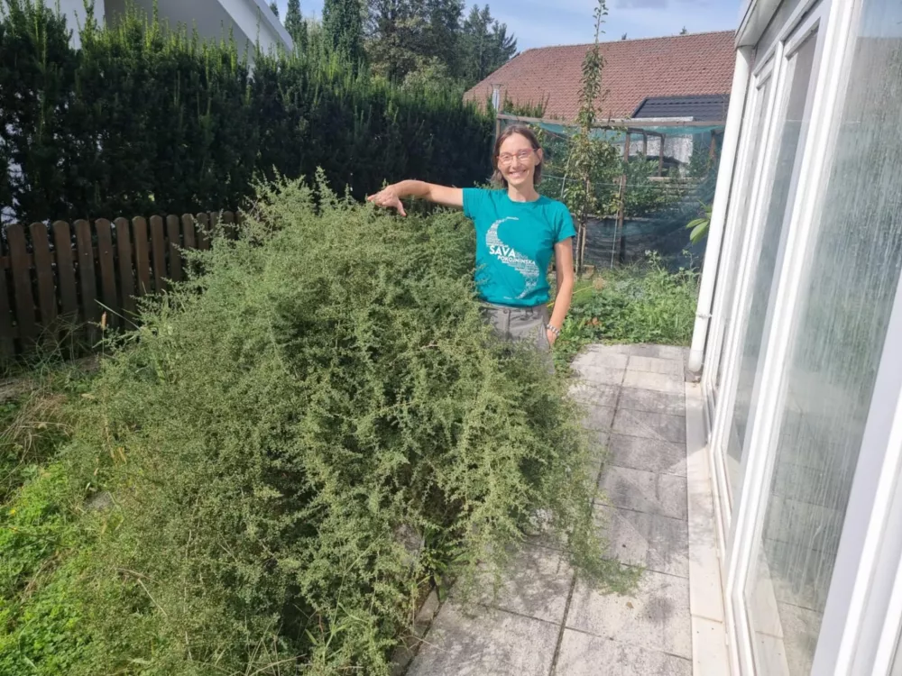 Mojca Klančičtrajnice Golob Klančičdivji &scaron;pargelj / Foto: Trajnice Golob Klančič