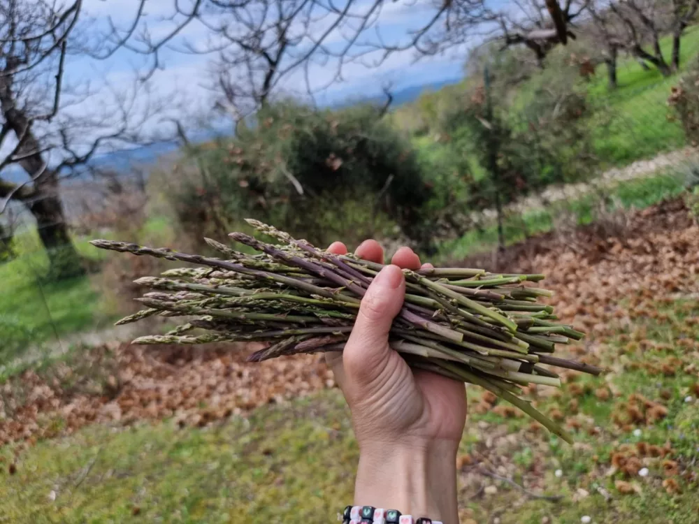 divji &scaron;pargelj  / Foto: Trajnice Golob Klančič