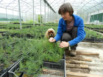 Mojca Rehar Klančič v plastenjaku ureja sadike divjega &scaron;parglja. Na tisoče jih vzgoji vsako leto. / Foto: Katja Petrovec 