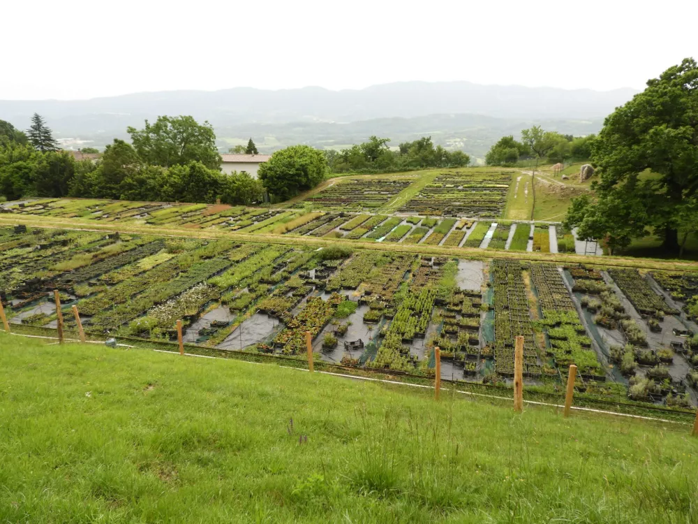 Vrtnarija Trajnice Golob-Klančič se nahaja v Vitovljah nad Vipavsko dolino. Na hektar veliki povr&scaron;ini se bohotijo najrazličnej&scaron;e trajnice, pot na trg pa si utira tudi divji &scaron;pargelj. / Foto: Katja Petrovec