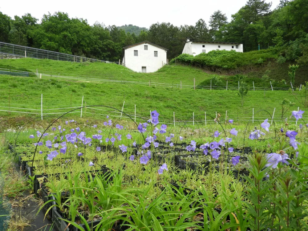 Območje, kjer se nahaja vrtnarija Trajnice Golob-Klančič, je bilo nekoč pora&scaron;čeno z grmovjem. / Foto: Katja Petrovec