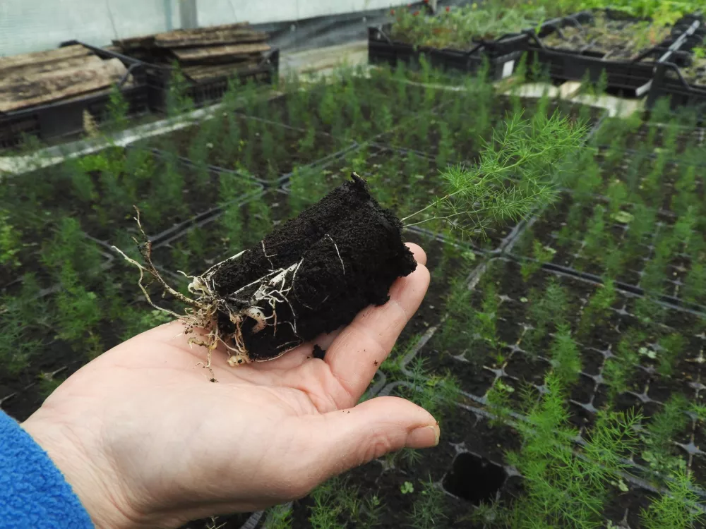 Divji kra&scaron;ki &scaron;pargelj (asparagus acutifolius), ki rase na na&scaron;ih tleh, je zimzelena pikava rastlina, ki ima temna semena v oplodih. Na trgu se pojavlja ime divji &scaron;pargelj tudi za &scaron;parglj vrste asparagus martimus, ki je križanec in prihaja iz območja Benetk. Mojca Rehar Klančič pojasnjuje, da če je sadika le zasu&scaron;ena gola korenina brez zelenega dela, je velika verjetnost, da to ni na&scaron; divji &scaron;pargelj, temveč kak&scaron;en druge vrste. / Foto: Katja Petrovec