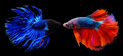 Siamska bojna ribica: dva samčka te vrste se bosta v akvariju prej ali slej spopadla. / Foto: iStock