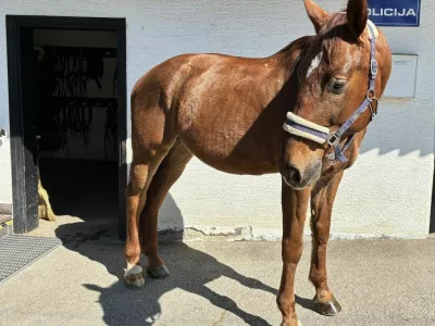 Color me red bi se zaradi zdravstvenih težav rad upokojil.