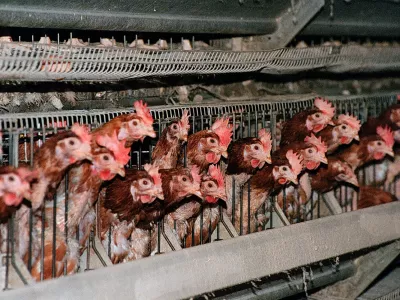 Koko&scaron;i,foto: Tomaž Skale