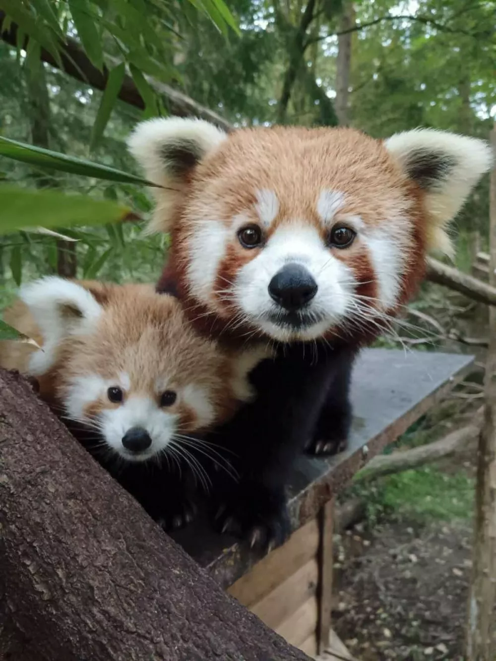 Mačji panda ZOO Ljubljana