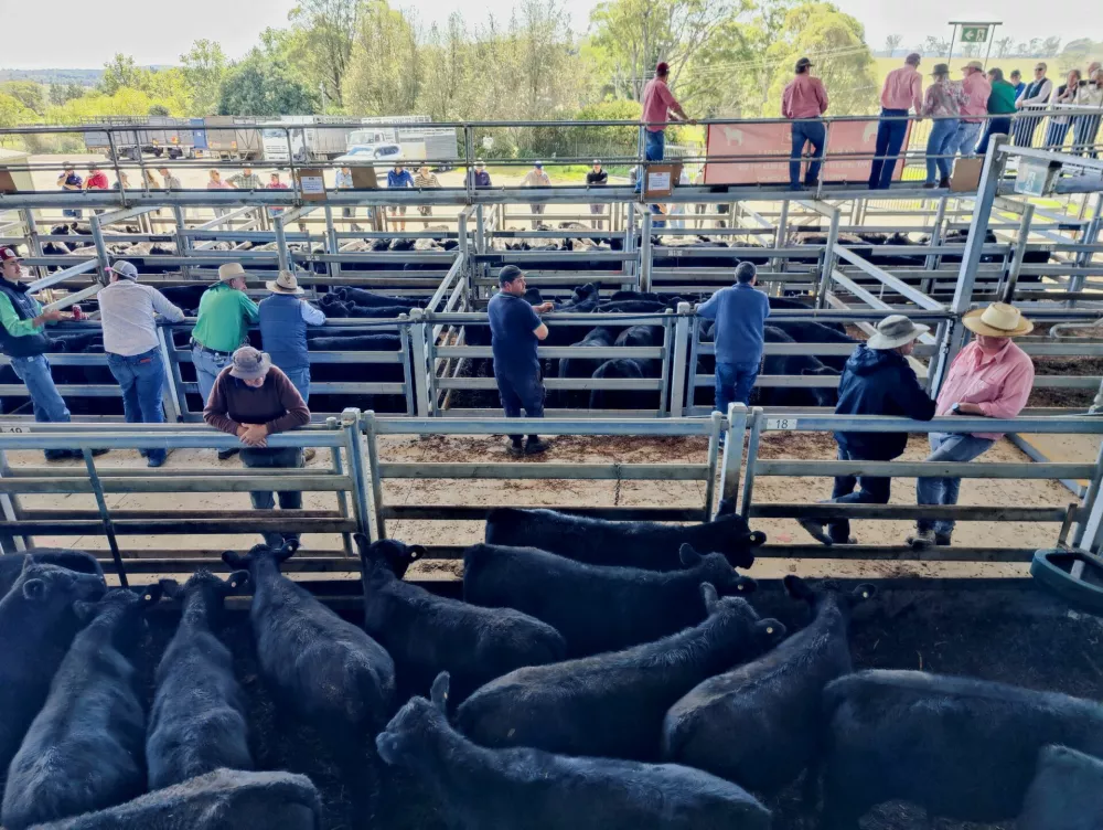 FILE PHOTO: Prospective buyers wait for the start of a cattle auction in Moss Vale, Australia, April 3, 2025. REUTERS/Alasdair Pal/File Photo