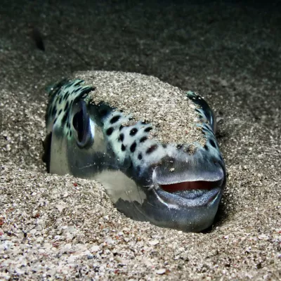 Smrtonosna riba se zna tudi skriti. / Foto: Istock