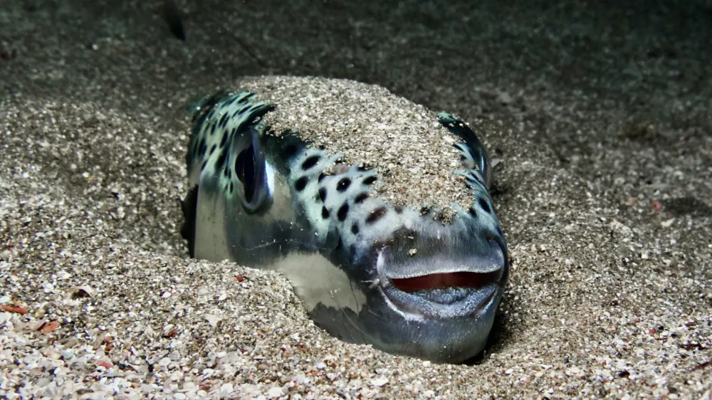Smrtonosna riba se zna tudi skriti. / Foto: Istock