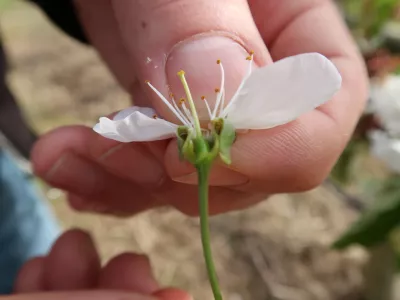 Sadjarstvo, pozeba, nasad, cvetenje če&scaron;enj, Sadjarski center Bilje / Foto: Nata&scaron;a Bucik Ozebek