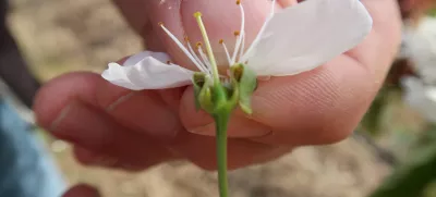 Sadjarstvo, pozeba, nasad, cvetenje češenj, Sadjarski center Bilje / Foto: Nataša Bucik Ozebek