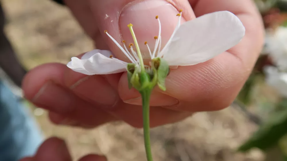 Sadjarstvo, pozeba, nasad, cvetenje če&scaron;enj, Sadjarski center Bilje / Foto: Nata&scaron;a Bucik Ozebek