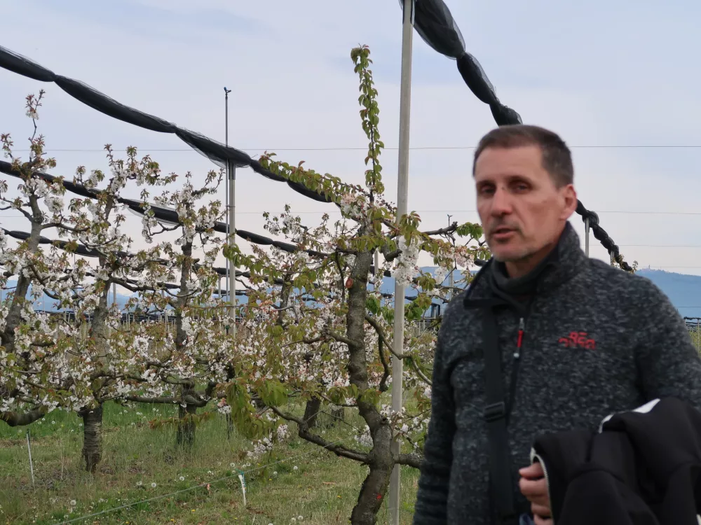 Sadjarstvo, pozeba, nasad, cvetenje če&scaron;enj, Sadjarski center Bilje, vodja centra Davor Mrzlić / Foto: Nata&scaron;a Bucik Ozebek
