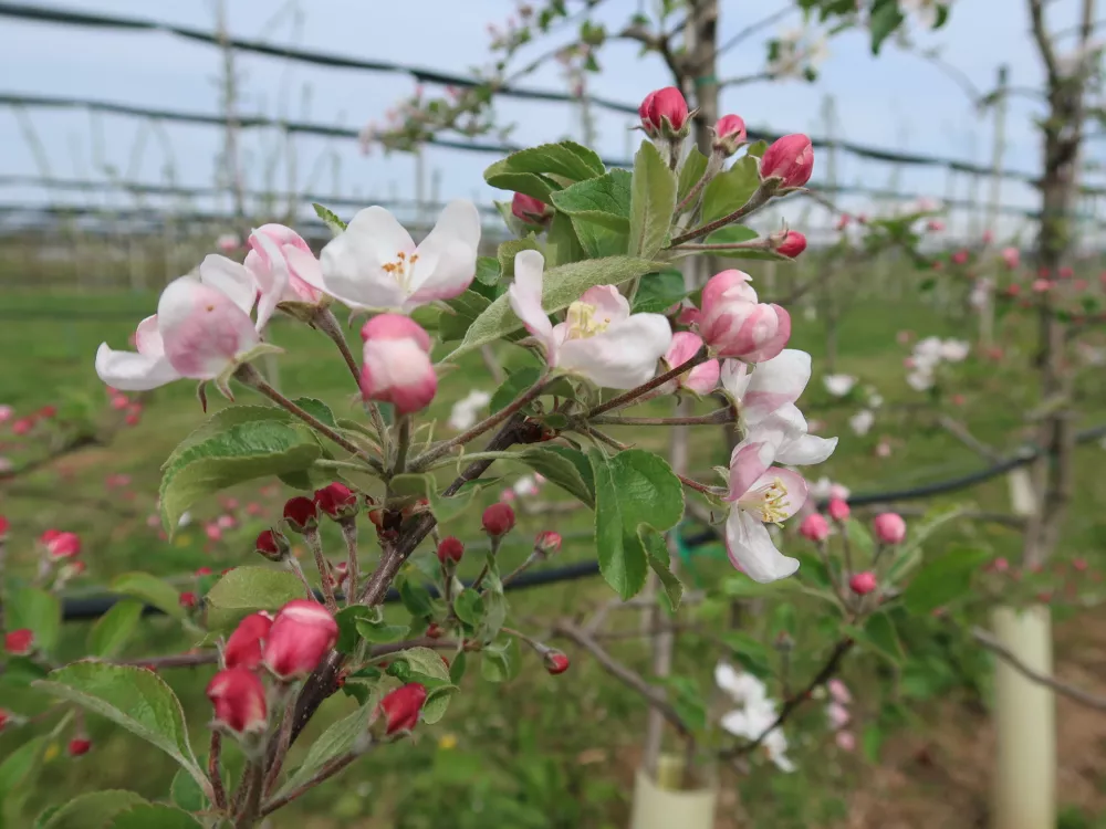 Sadjarstvo, pozeba, nasad, cvetenje če&scaron;enj, Sadjarski center Bilje / Foto: Nata&scaron;a Bucik Ozebek