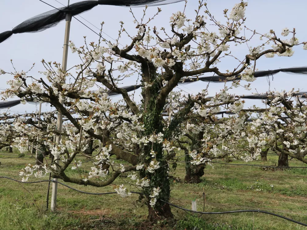 Sadjarstvo, pozeba, nasad, cvetenje če&scaron;enj, Sadjarski center Bilje, matični nasad 40 let starih če&scaron;enj, od katerih pobirajo cepiče / Foto: Nata&scaron;a Bucik Ozebek