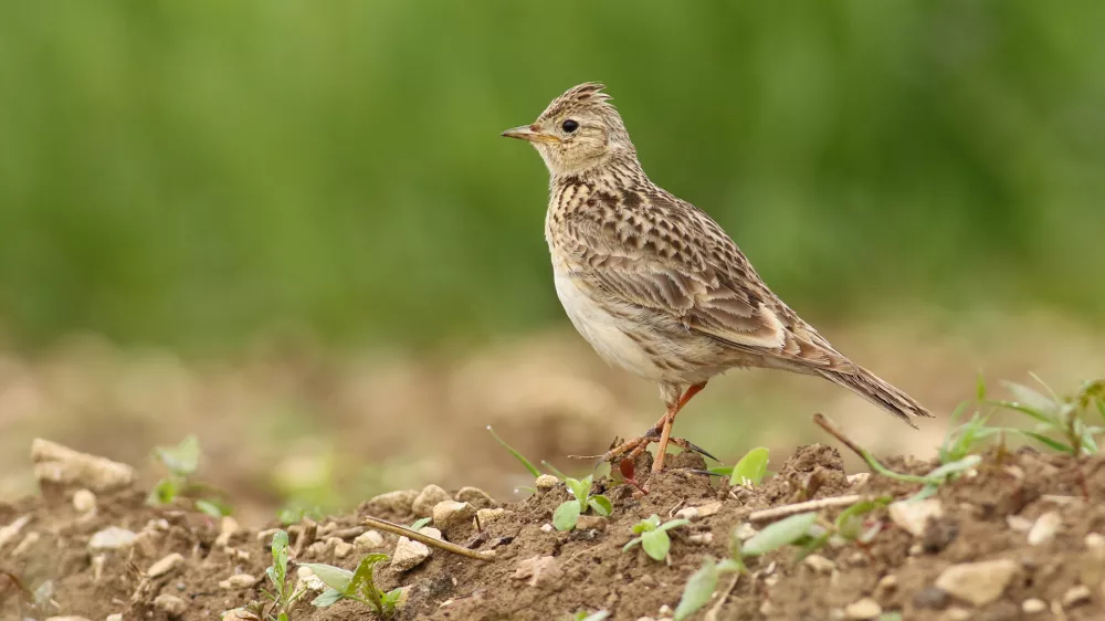 Poljski &scaron;rkjanec je pri nas doma. / Foto: Nina Novak