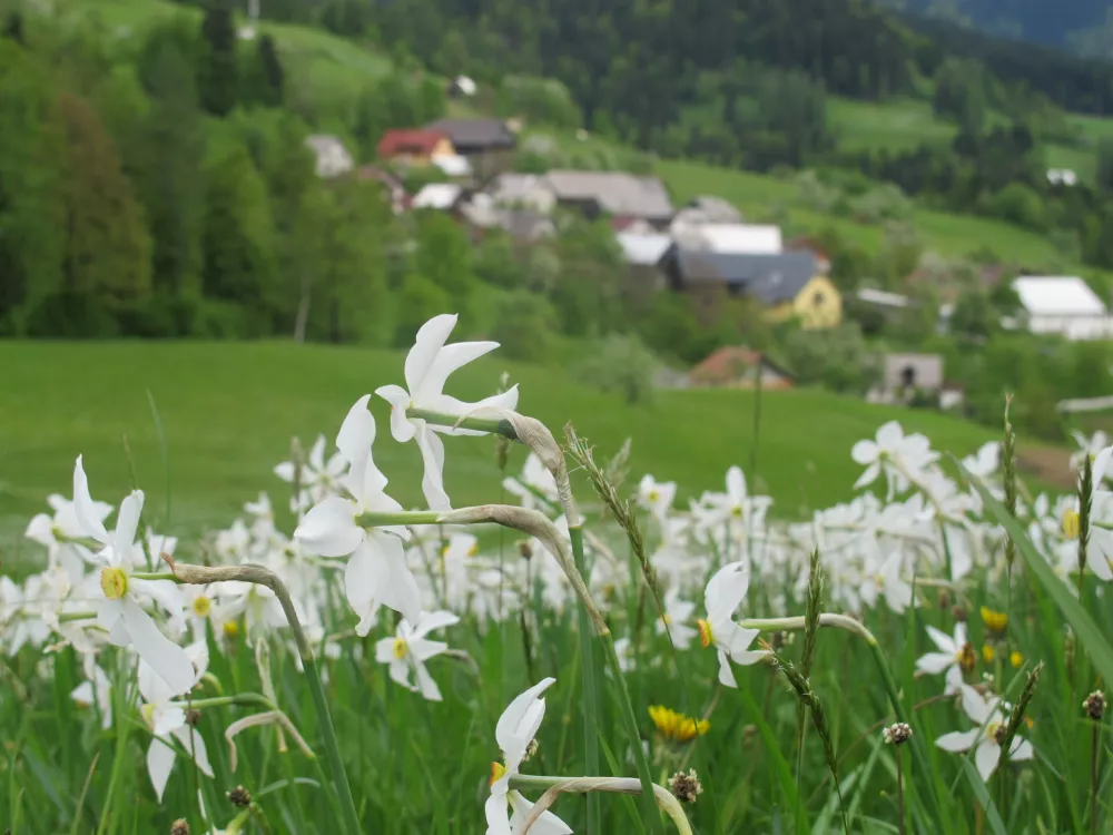 narcise ključavnice golica plav&scaron;ki rovt / Foto: Primož Knez