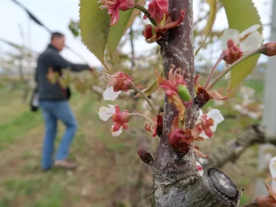 Sadjarstvo, pozeba, nasad, cvetenje če&scaron;enj, Sadjarski center Bilje