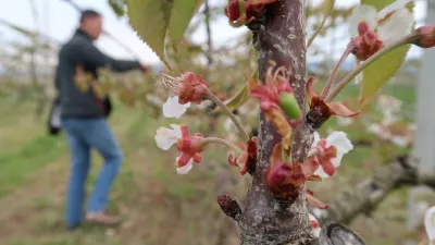 Sadjarstvo, pozeba, nasad, cvetenje če&scaron;enj, Sadjarski center Bilje