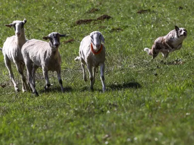 ovca ovce pa&scaron;a12.04.2025 - Ovčarska Spring Trial 2025 &ndash; Mednarodna tekma v pa&scaron;nji ovac v Sloveniji - Klub pa&scaron;nih psov Slovenije - pasma Border CollieFoto: Luka Cjuha