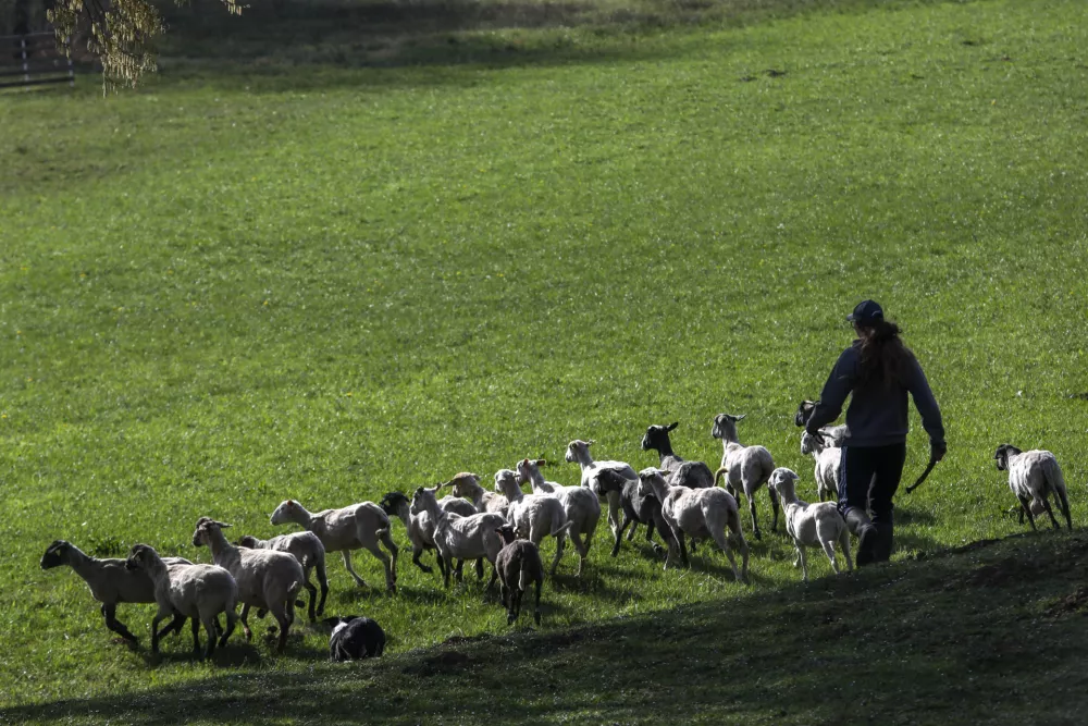 ovca ovce pa&scaron;a12.04.2025 - Ovčarska Spring Trial 2025 &ndash; Mednarodna tekma v pa&scaron;nji ovac v Sloveniji - Klub pa&scaron;nih psov Slovenije - pasma Border CollieFoto: Luka Cjuha
