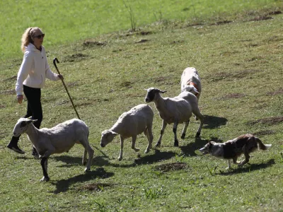 Na največjem ovčarskem tekmovanju pri nas so minuli konec tedna na Igu tekmovali vodniki iz devetih držav z 52 psi pasme &scaron;kotski mejni ovčar. Foto: Luka Cjuha