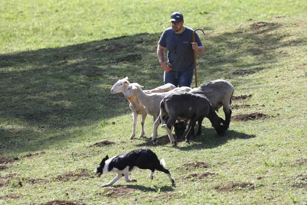 Tekmovalne naloge izhajajo iz praktičnih nalog pastirskih psov na kmetiji. Foto: Luka Cjuha