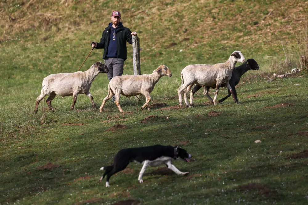 Ovčarsko tekmovanje je potekalo v dveh težavnostnih kategorijah in &scaron;estih posamičnih tekih na različnih terenih. Foto: Luka Cjuha
