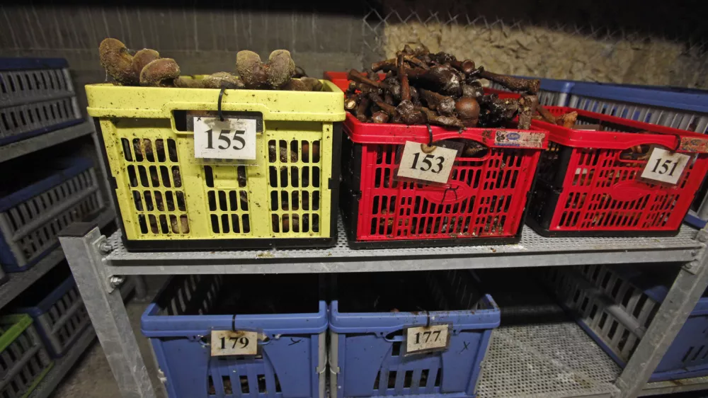 - Kostnica- 04.03.2013 - prikrito grobiče Barbara rov v pemogovniku Huda jama pri Lakem -- ogled Hude jame ob četrti obletnici vstopa raziskovalcev v rov sv. Barbare //FOTO: Luka Cjuha