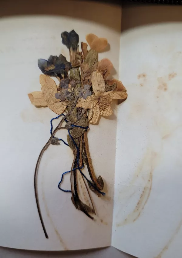 Rože Josipine Turnograjske / Foto: Mira Delavec, Hrani Nuk