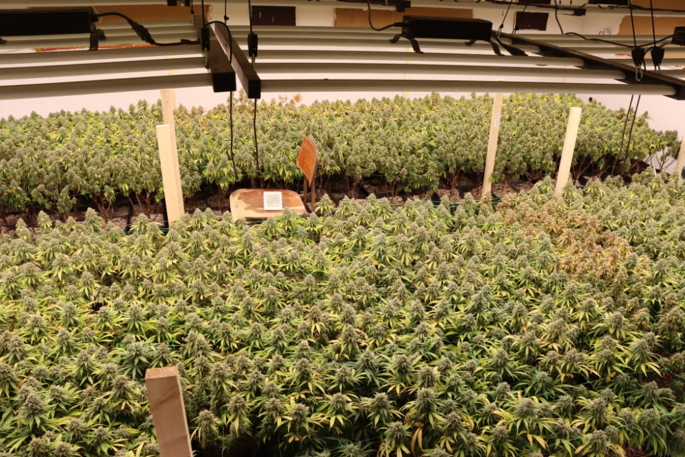 Konoplja, marihuana, zaseg konoplje, prostor za gojenje.15. 4. 2025PU Novo mesto