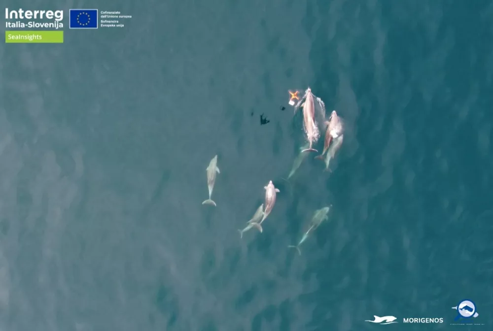 V okviru projekta SeaInsights raziskovalci dru&scaron;tva Morigenos s kolegi iz Padove na terenu izvajajo genetsko vzorčenje delfinov iz izdihanega zraka, z uporabo brezpilotnih letalnikov. Foto: Morigenos