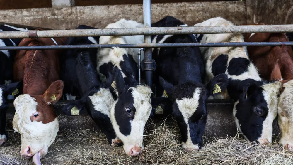 - 17.10.2022 &ndash; Kmetija Sajevic, govedoreja,Luže 21, Visoko pri Kranju //FOTO: Bojan Velikonja