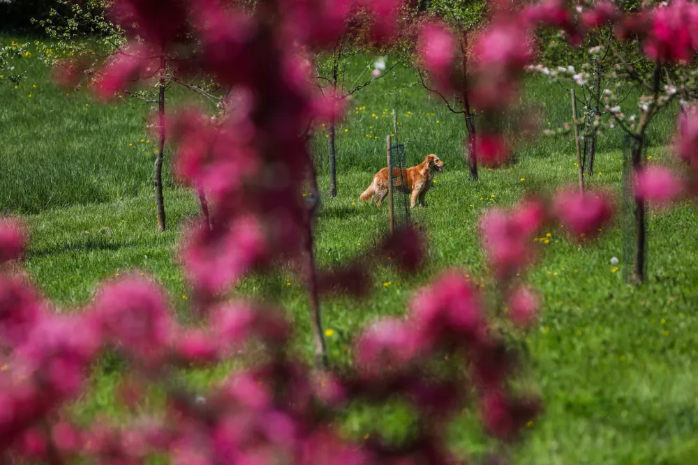 16.04.2025. Sadovnjak Grba.Pomlad v Ljubljani.//FOTO: Bojan Velikonja