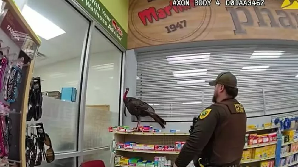 Soočenje ogromnega ptiča in pogumnega policista. 