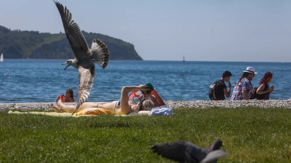- 29.04.2024. Sončenje na mestni plaži v Izoli.- Turizem, kožni rak, galeb, sobivanje človeka in narave. //FOTO: Bojan Velikonja