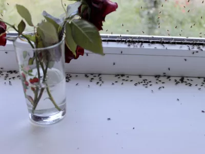 Mrčesa se lahko znebimo na različne načine.&nbsp;/ Foto: iStock