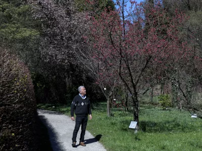 Vodja Botaničnega vrta Univerze v Ljubljani Jože Bavcon je povedal, da je na bližnjem zemlji&scaron;ču Mestne občine Ljubljana predvidena zasnova nove zelene povr&scaron;ine in rastlinjaka za sredozemske in pu&scaron;čavske rastline. Foto:&nbsp;Jaka Gasar
