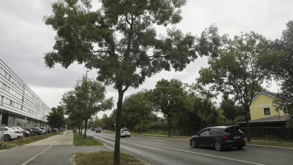 - 28.08.2023 &ndash; Barjanska cesta - drevored //FOTO: Luka Cjuha